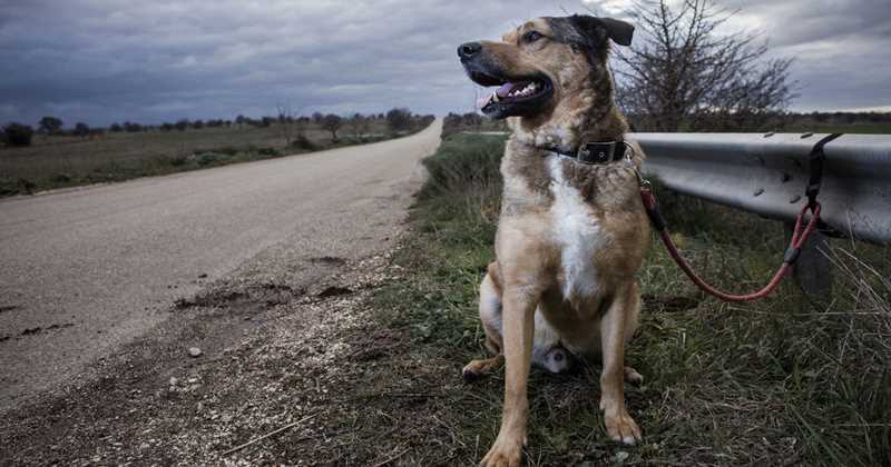 La RFEC exige a los animalistas que dejen de mentir sobre el abandono de perros de caza
